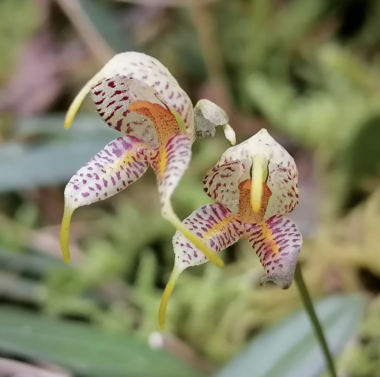 "EXPERIENCIA DE FLORES Y ORQUIDEAS"